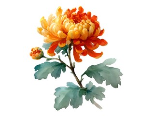 A beautiful watercolor illustration depicts a vibrant orange and yellow chrysanthemum flower with leaves against a clean white background setting.