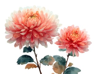 Two beautiful peach colored Chrysanthemum flowers with watercolor style paint, on a white background provide a calming and peaceful image.