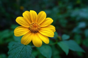 Fototapeta premium Mexican flower focus on yellow sunflower