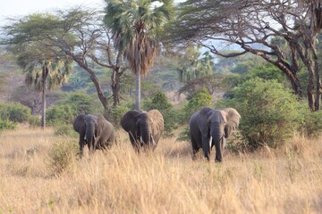 Fototapeta premium Mikumi National Park elephants Tanzania