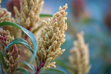 Fototapeta premium Millet outside