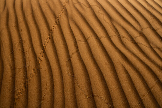 View of golden dunes stretch under a vast sky, intricate patterns carved by wind, with animal tracks etched in the sand, Bidiyah, Ash Sharqiyah North Governorate, Oman.