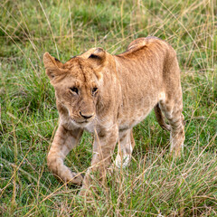 Obraz premium Lioness in the savannah , Masai Mara, Kenya