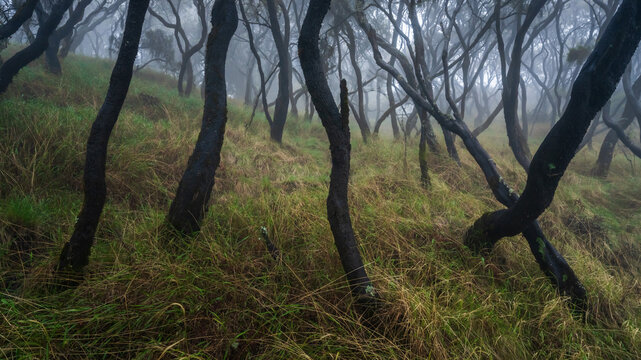 View of dark, twisting trees rise from a verdant, grassy slope under a thick veil of mist, creating an ethereal and mysterious scene, Amhara, Ethiopia.