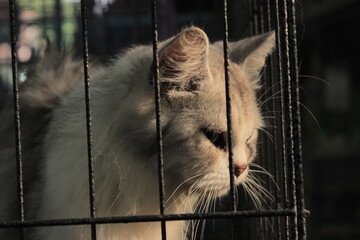 cat in cage © naziahnilda