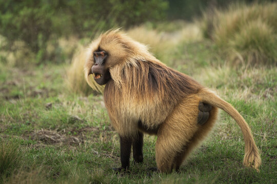 View of a Gelada monkey with its golden-brown fur standing majestically on the grassy plains, its gaze fixed on the horizon, Amhara, Ethiopia.