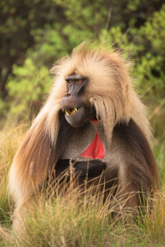 View of a Gelada monkey with striking reddish chest patch sits amidst golden grasses, a portrait of wild beauty and serene contemplation, Amhara, Ethiopia.