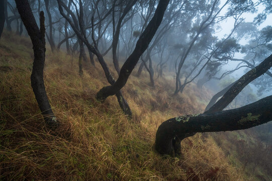 View of a misty forest with twisted trees and golden grass blanketing the slopes, bathed in soft light and shrouded in atmospheric haze, Amhara, Ethiopia.
