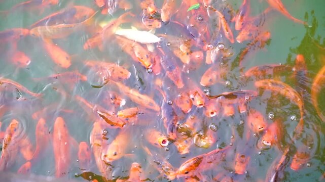 Vibrant orange and black koi fish swim gracefully in clear greenish water, creating ripples and patterns