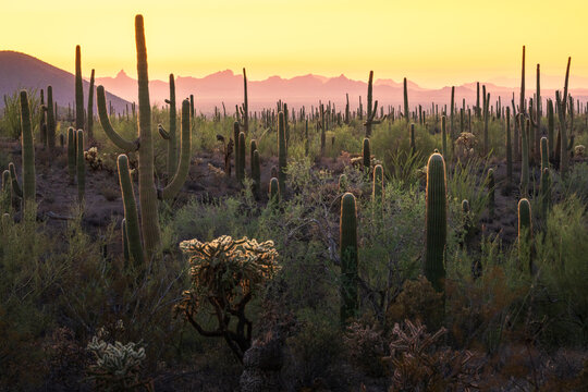 View of golden sunset bathes the rugged desert landscape dotted with towering saguaros and prickly cholla, painting the mountains in hues of orange and purple, Phoenix, Arizona, United States.