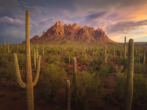 View of towering saguaros stand sentinel over a landscape of desert flora, as the Superstition Mountains glow with warm sunset hues, Phoenix, Arizona, United States.