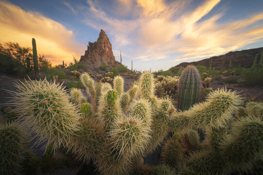 View of golden light kisses the spiky cholla cacti and rocky peak against a twilight sky, casting shadows across the desert landscape, Phoenix, Arizona, United States.