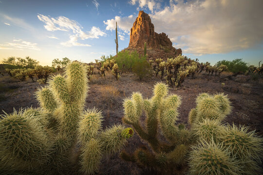 View of sun-kissed cacti and desert foliage lead to the majestic rock formations under a vast sky, a serene landscape, Phoenix, Arizona, United States.