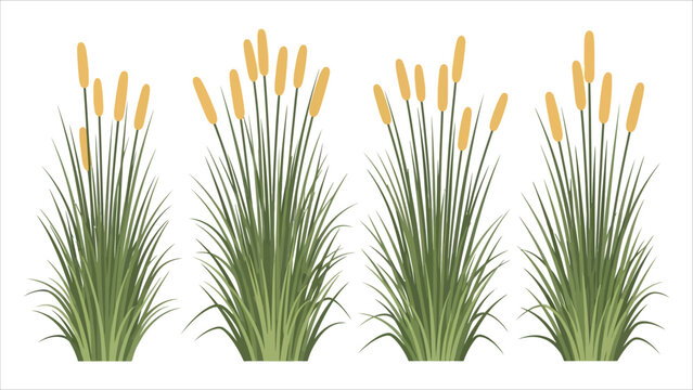 Vector Illustration Set of Four Cattail Plants on a White Background Minimalist Design..eps