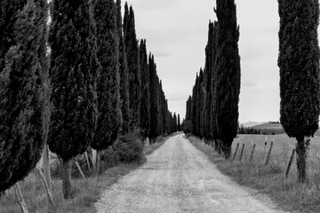 Naklejka premium Italia panorami della Toscana in bianco e nero. Provincia di Siena,Val D'Orcia e Chianti Senese. Toscana, Italia 