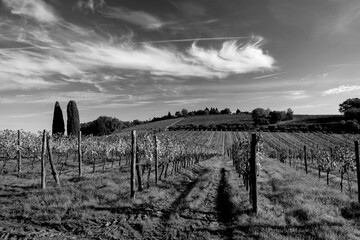 Naklejka premium Italia panorami della Toscana in bianco e nero. Provincia di Siena,Val D'Orcia e Chianti Senese. Toscana, Italia 