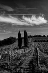 Naklejka premium Italia panorami della Toscana in bianco e nero. Provincia di Siena,Val D'Orcia e Chianti Senese. Toscana, Italia 