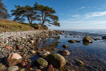 Pebbles and pine trees by the Kiev Sea on a sunny spring day