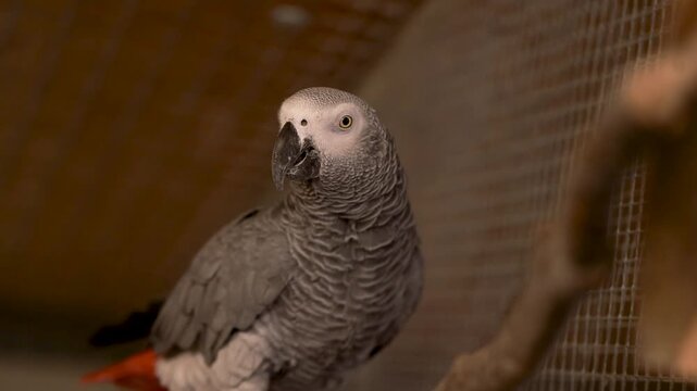 Close up of an African grey parrot male inside an indoor aviary, calmly watching the camera from a perch