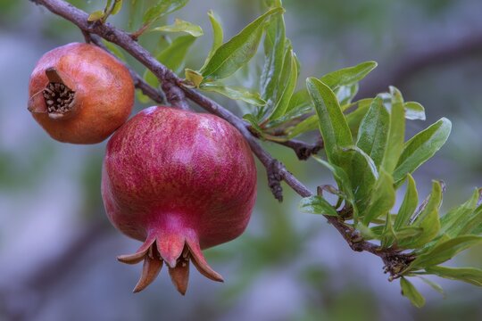 Pomegranate matures on a branch in Provence