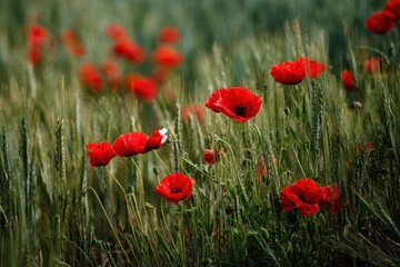 Fototapeta premium Poppies in the grassy fields of northern France s Somme area