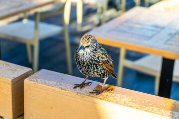 Bird Starling European Sturnus vulgaris