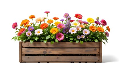 Colourful blooming flowers growing in a wooden crate isolated on white and transparent background