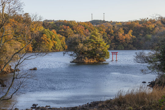 View of a tranquil lake mirroring the vibrant autumn foliage and a striking red torii gate standing in the water, Lake Ippeki, Ito, Shizuoka, Japan.