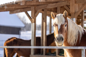 Haflinger horse in winter open stable with hay rack in background, robust housing and group feeding scene © Annabell Gsödl