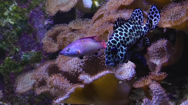 Close up of a harlequin sweetlips fish slowly floating beside a coral reef underwater spitting out food and and eating it again