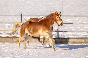 Haflinger gelding with Arabian influence and smooth coated buckskin Curly Horse mare playing and galloping in snow