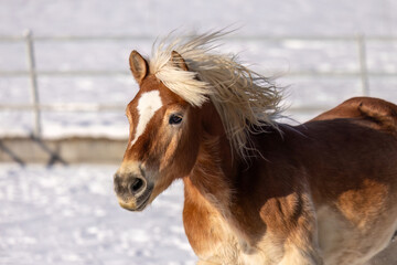 Haflinger gelding galloping through snow, dynamic winter headshot with flowing mane