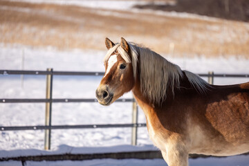 Obraz premium Haflinger gelding standing quietly on a winter paddock in snow, relaxed posture, natural light and rural surroundings