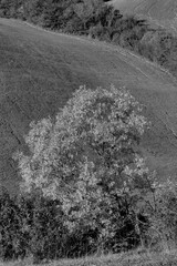 Naklejka premium Italia panorami della Toscana in bianco e nero. Provincia di Siena,Val D'Orcia e Chianti Senese. Toscana, Italia 