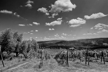Naklejka premium Italia panorami della Toscana in bianco e nero. Provincia di Siena,Val D'Orcia e Chianti Senese. Toscana, Italia 