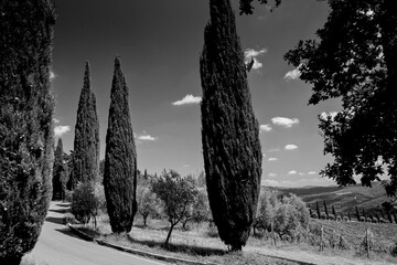 Obraz premium Italia panorami della Toscana in bianco e nero. Provincia di Siena,Val D'Orcia e Chianti Senese. Toscana, Italia 