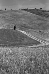 Obraz premium Italia panorami della Toscana in bianco e nero. Provincia di Siena,Val D'Orcia e Chianti Senese. Toscana, Italia 