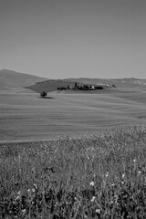Naklejka premium Italia panorami della Toscana in bianco e nero. Provincia di Siena,Val D'Orcia e Chianti Senese. Toscana, Italia 