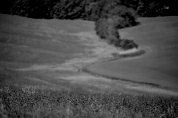 Obraz premium Italia panorami della Toscana in bianco e nero. Provincia di Siena,Val D'Orcia e Chianti Senese. Toscana, Italia 
