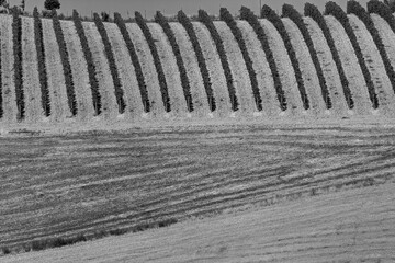 Naklejka premium Italia panorami della Toscana in bianco e nero. Provincia di Siena,Val D'Orcia e Chianti Senese. Toscana, Italia 