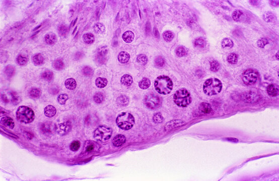 Seminiferous tubule. Spermatogenesis