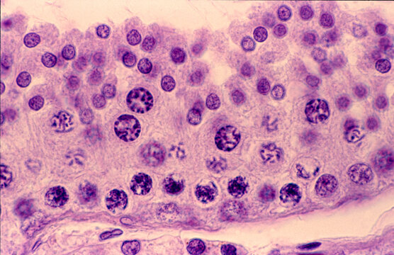 Seminiferous tubule. Spermatogenesis