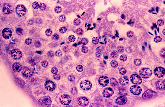 Seminiferous tubule. Spermatogenesis