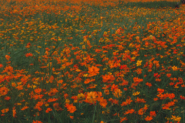 황하코스모스 © photographer _ guri