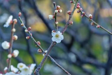 春の訪れを告げる一輪の白い梅の花と多数の蕾