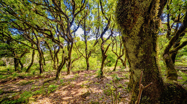 Mystical Fanal Forest, Vereda do Fanal, Laurissilva Forest Paul da Serra, Ancient Laurel Forest, UNESCO World Heritage Site, Madeira, Portugal, Europe