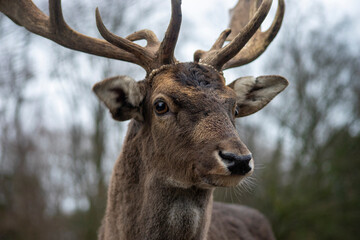 Nahaufnahme eines Damhirsch