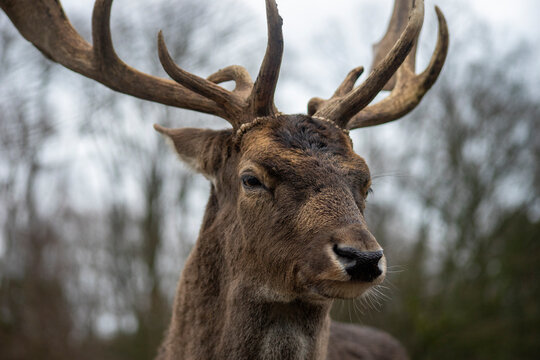 Nahaufnahme eines Damhirsch