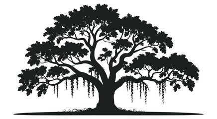 Fototapeta premium Majestic Live Oak Tree Silhouette, Spanish Moss Hanging Branches, Southern Oak Vector Design, Isolated White Background, Landscape Nature Illustration, Botanical Artwork Graphic