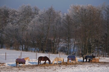 Horses covered in colorful blankets in a paddock at a rural stud farm on a frosty winter day.